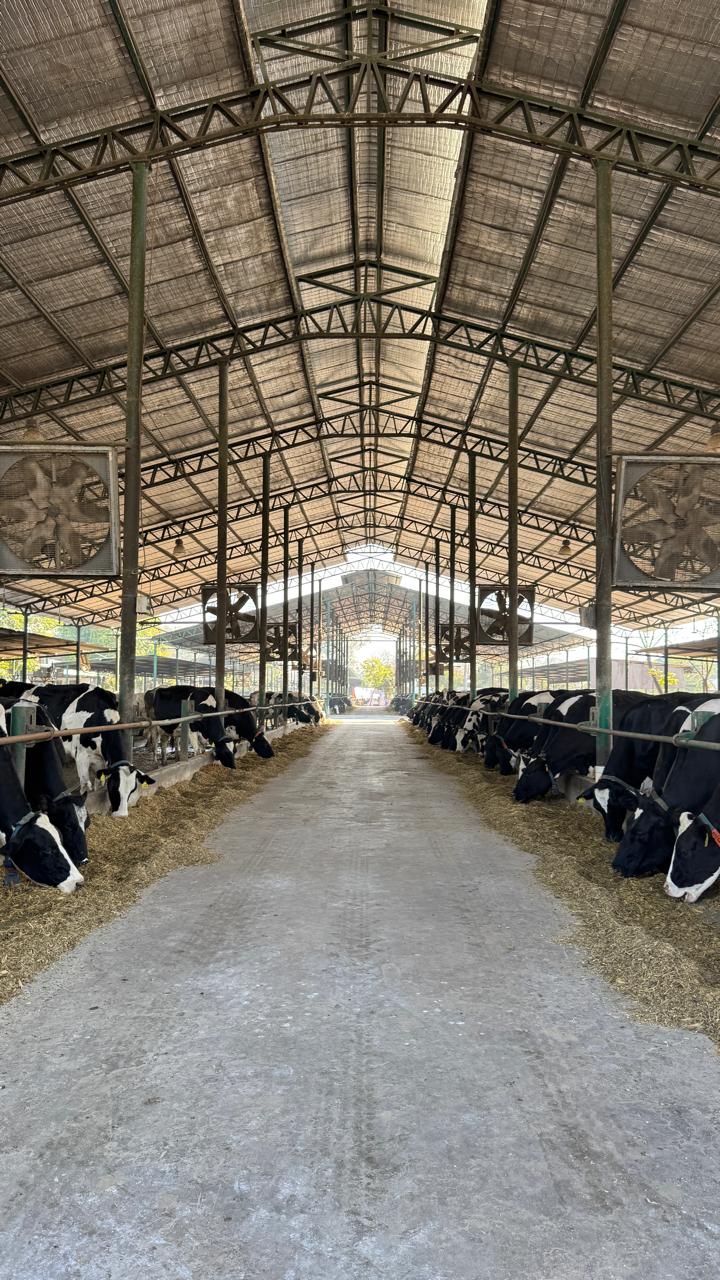 Danish Dairy Farm gallery photo 21
