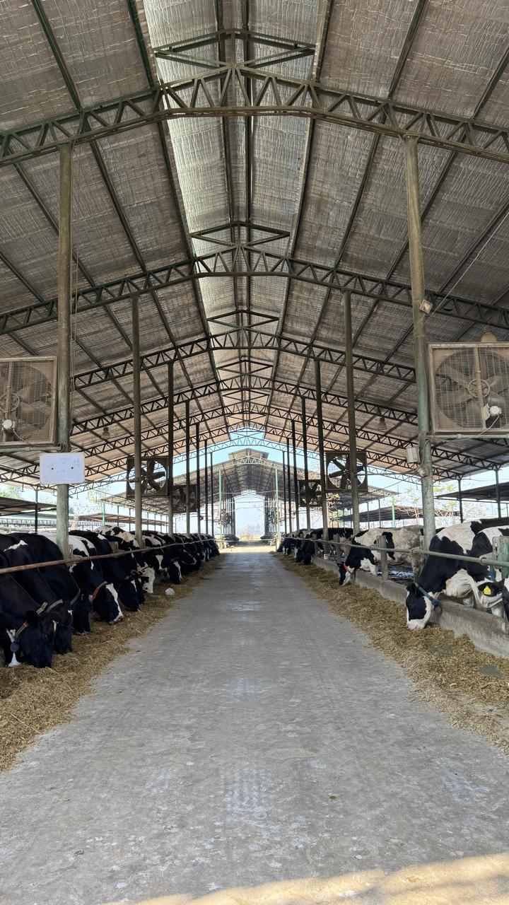 Danish Dairy Farm gallery photo 22