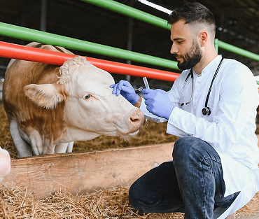 Veterinary First Aid