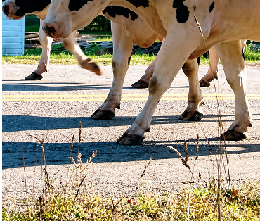 Hoof Management