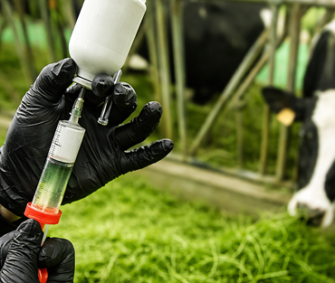 Artificial Insemination