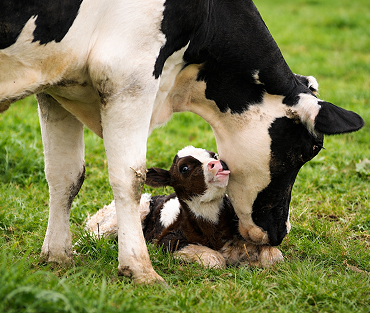 Calf Management
