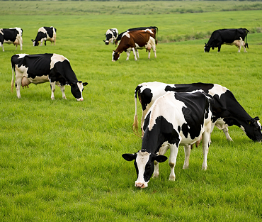 Dairy Animals for Sale