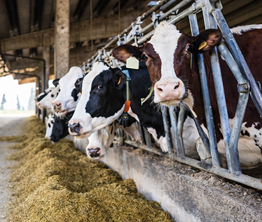 Meet the Cows